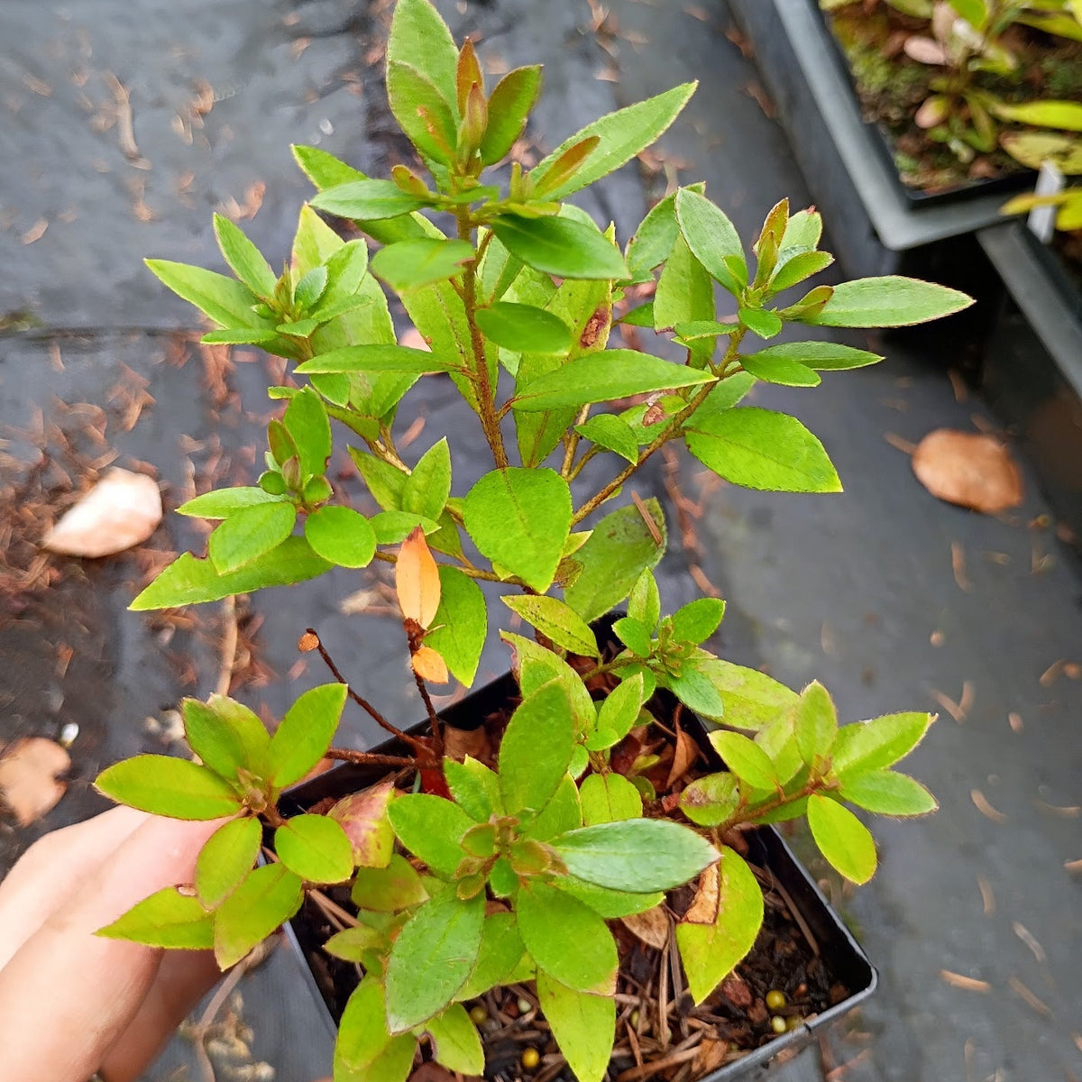 Rhododendron flumineum  YuGu