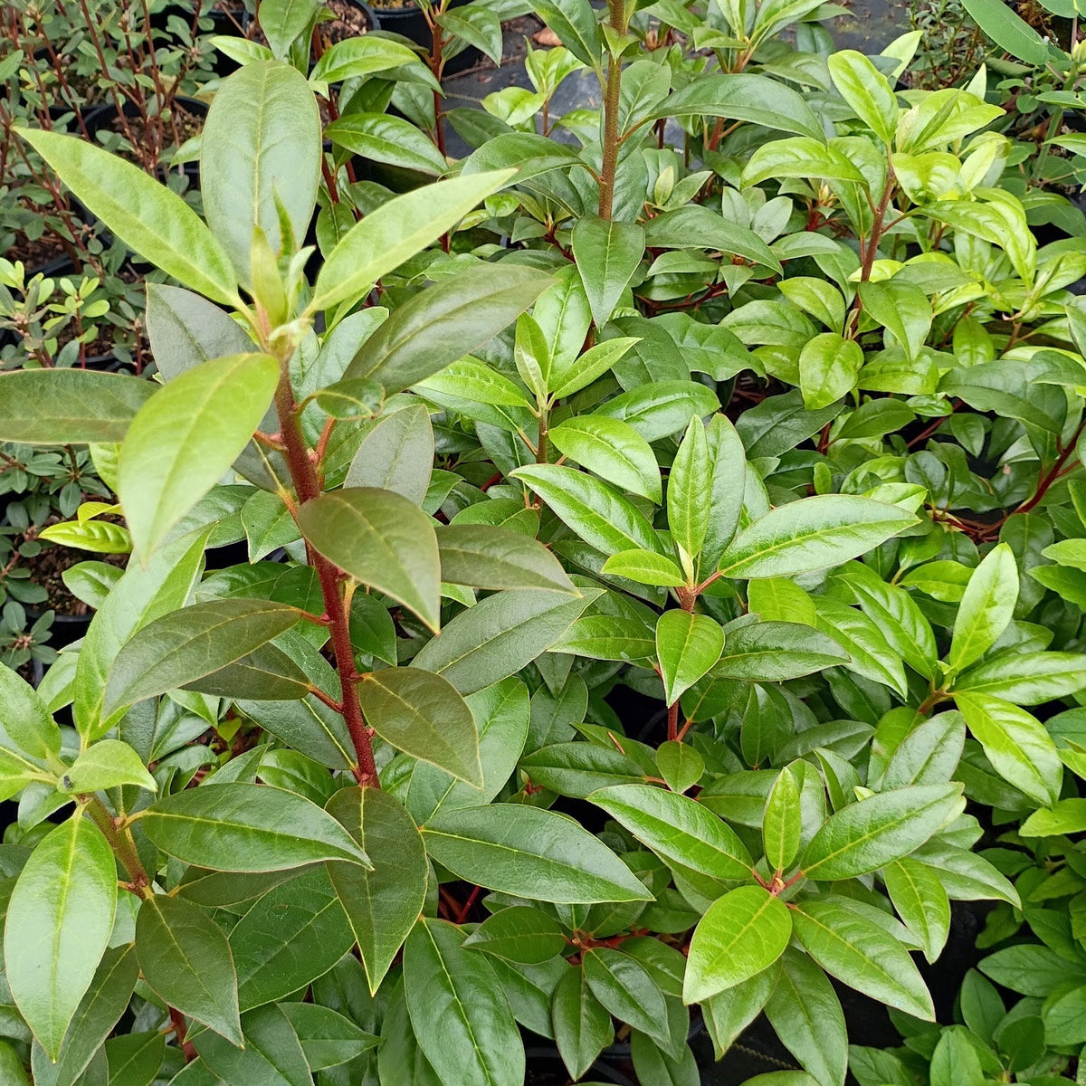 Rhododendron rubiginosum  KR