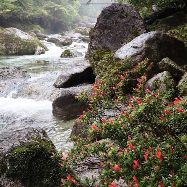 Rhododendron indicum  2010/019