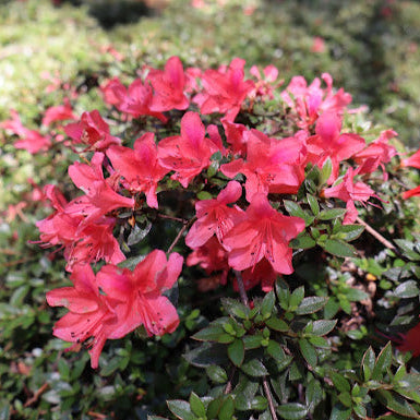 Rhododendron nakaharae 'Mariko'  1974/085