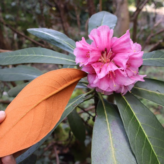 Rhododendron arizelum  RSBG