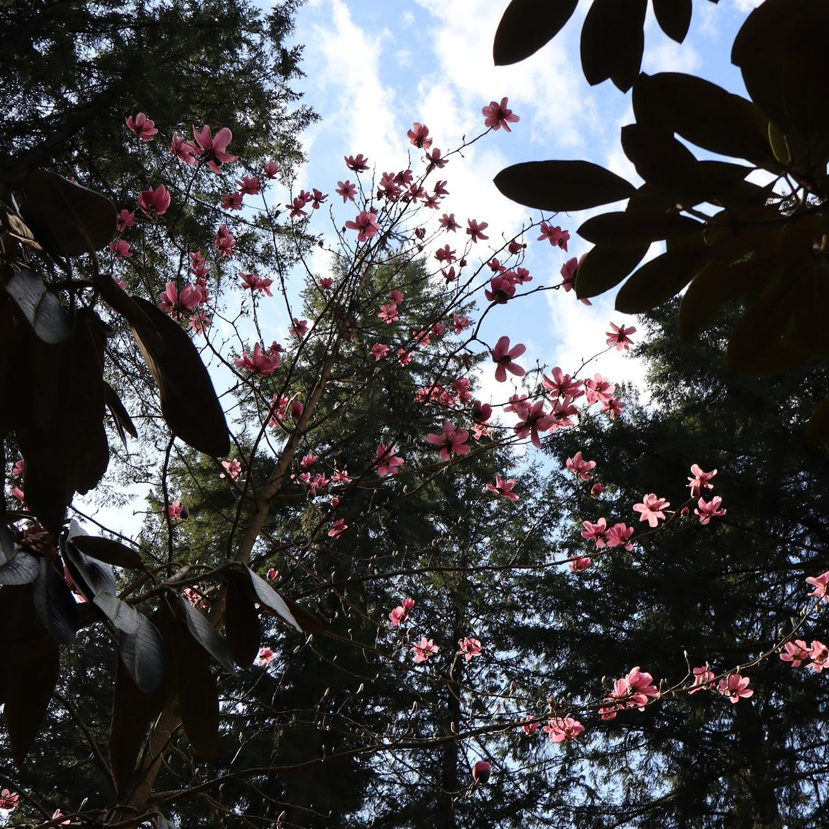 Magnolia sprengeri var. diva