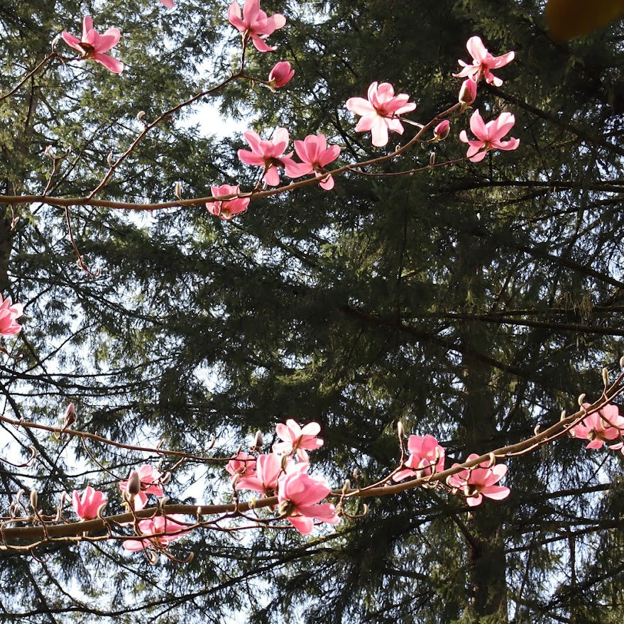 Magnolia sprengeri var. diva
