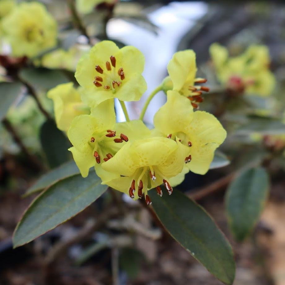 Rhododendron sulfureum  2000/113  CCHH