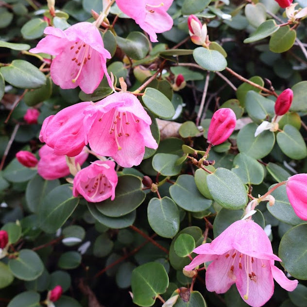 Rhododendron williamsianum  1975/307 (2g)