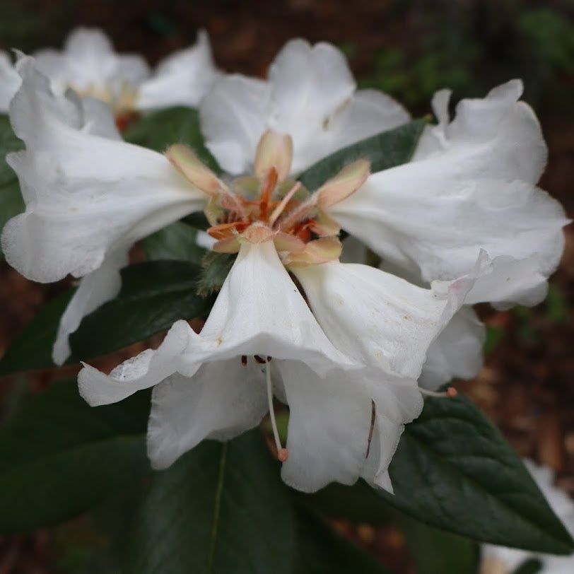 Rhododendron 'Cowbell'