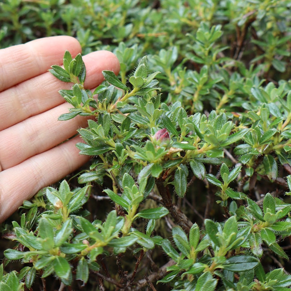 Rhododendron calostrotum ssp. keleticum  RSBG