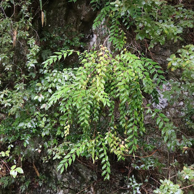 Leucothoe keiskei