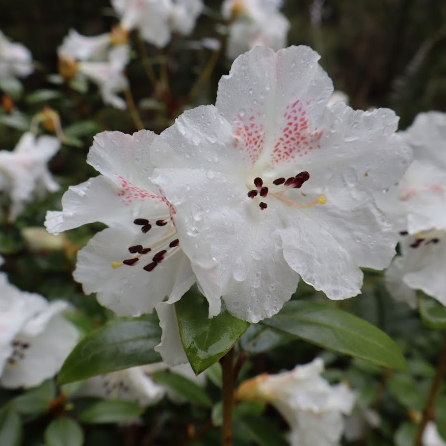 Rhododendron moupinense  W