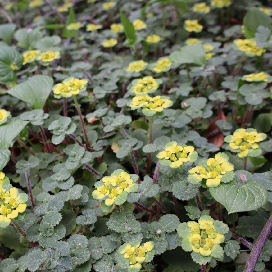 Chrysosplenium davidsonianum
