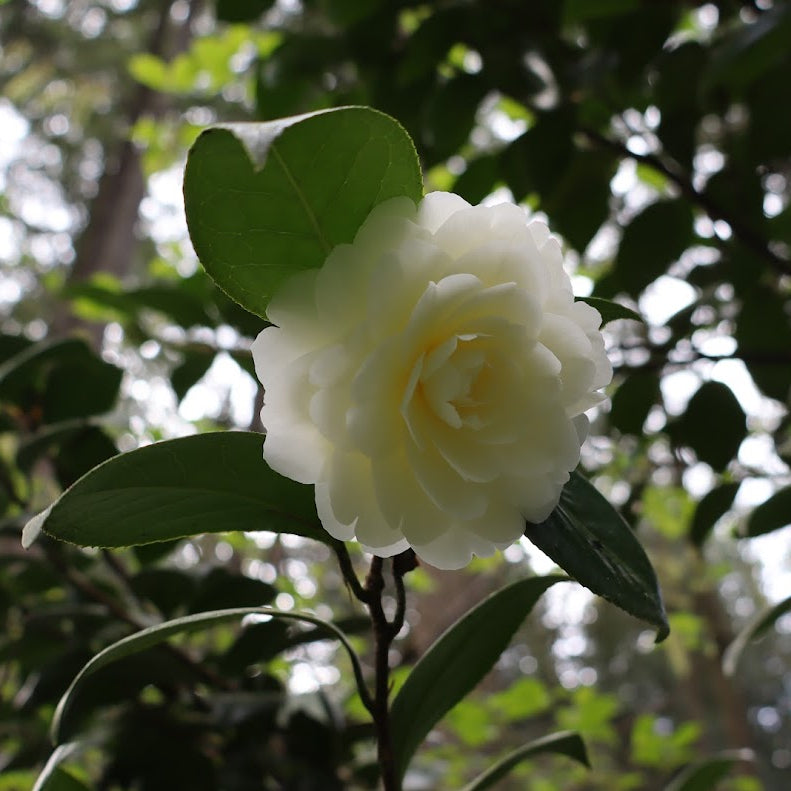 Camellia 'Dahlonega'