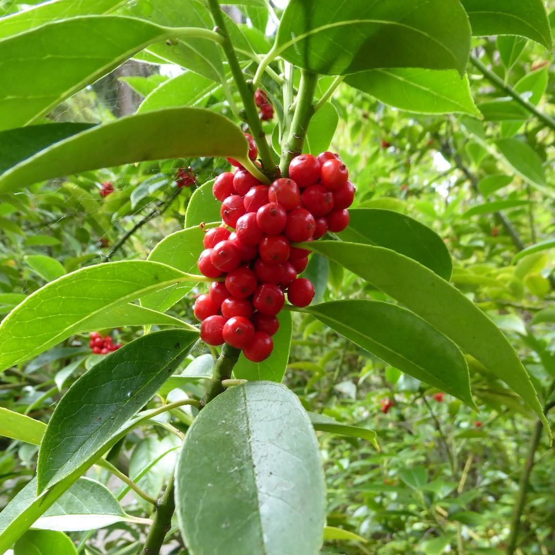 Ilex franchetiana
