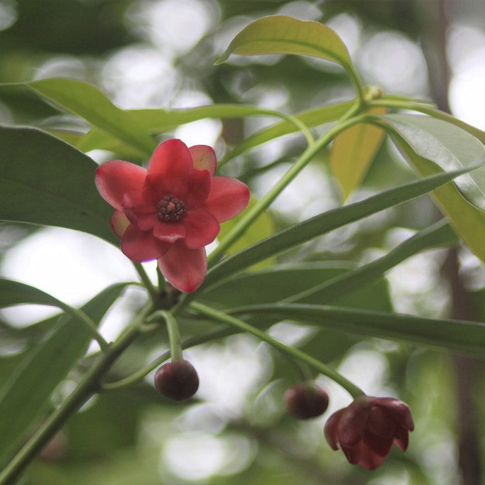 Illicium henryi