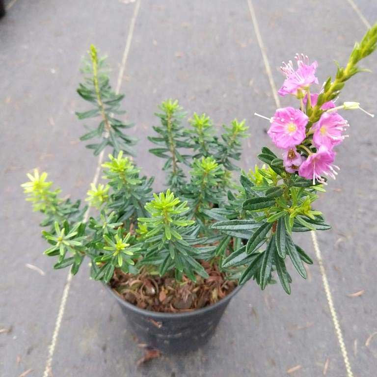 × Phylliopsis 'Coppelia'