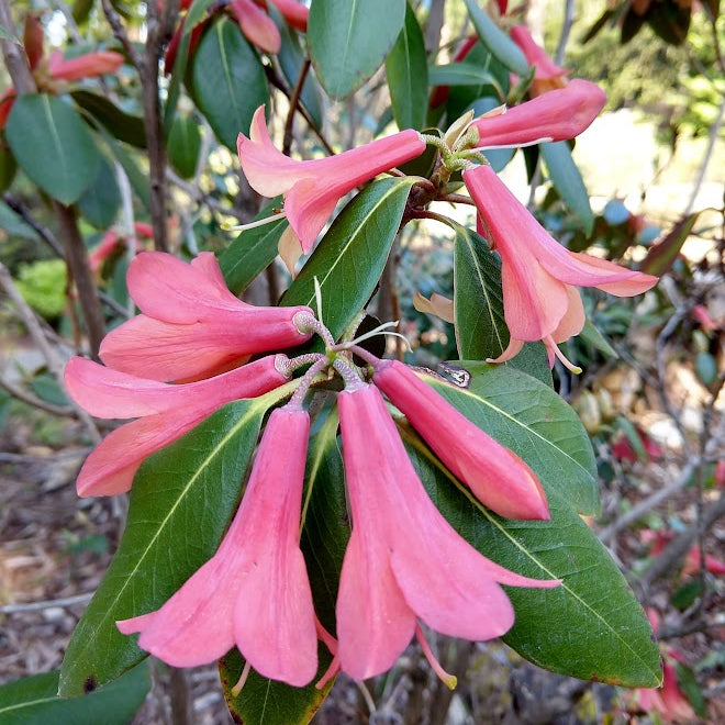 Rhododendron 'Lady Chamberlain'