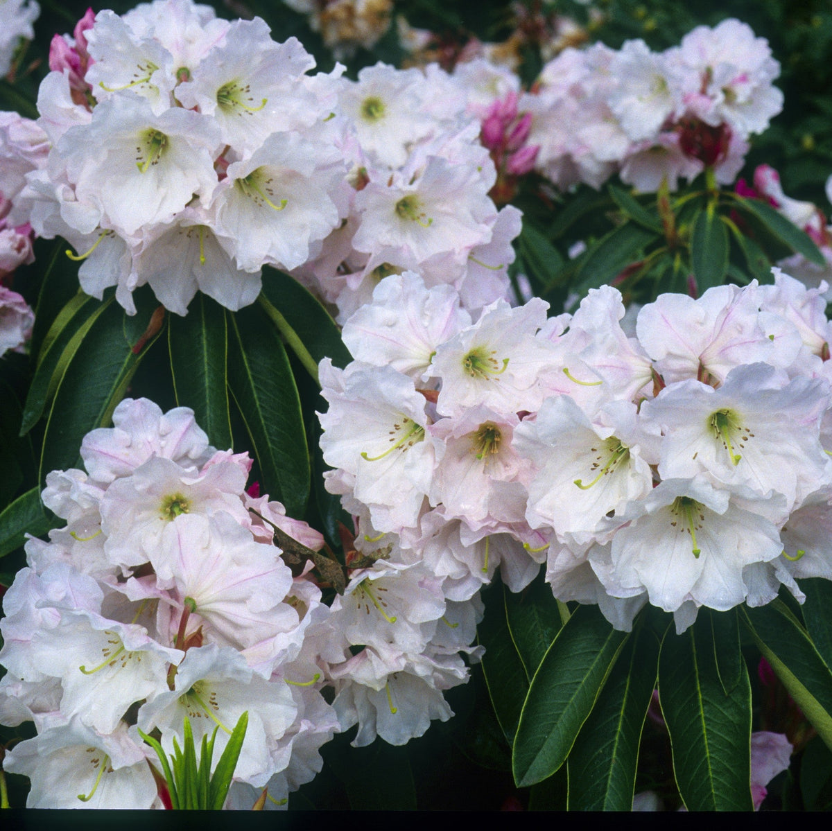 Rhododendron 'Lalique'