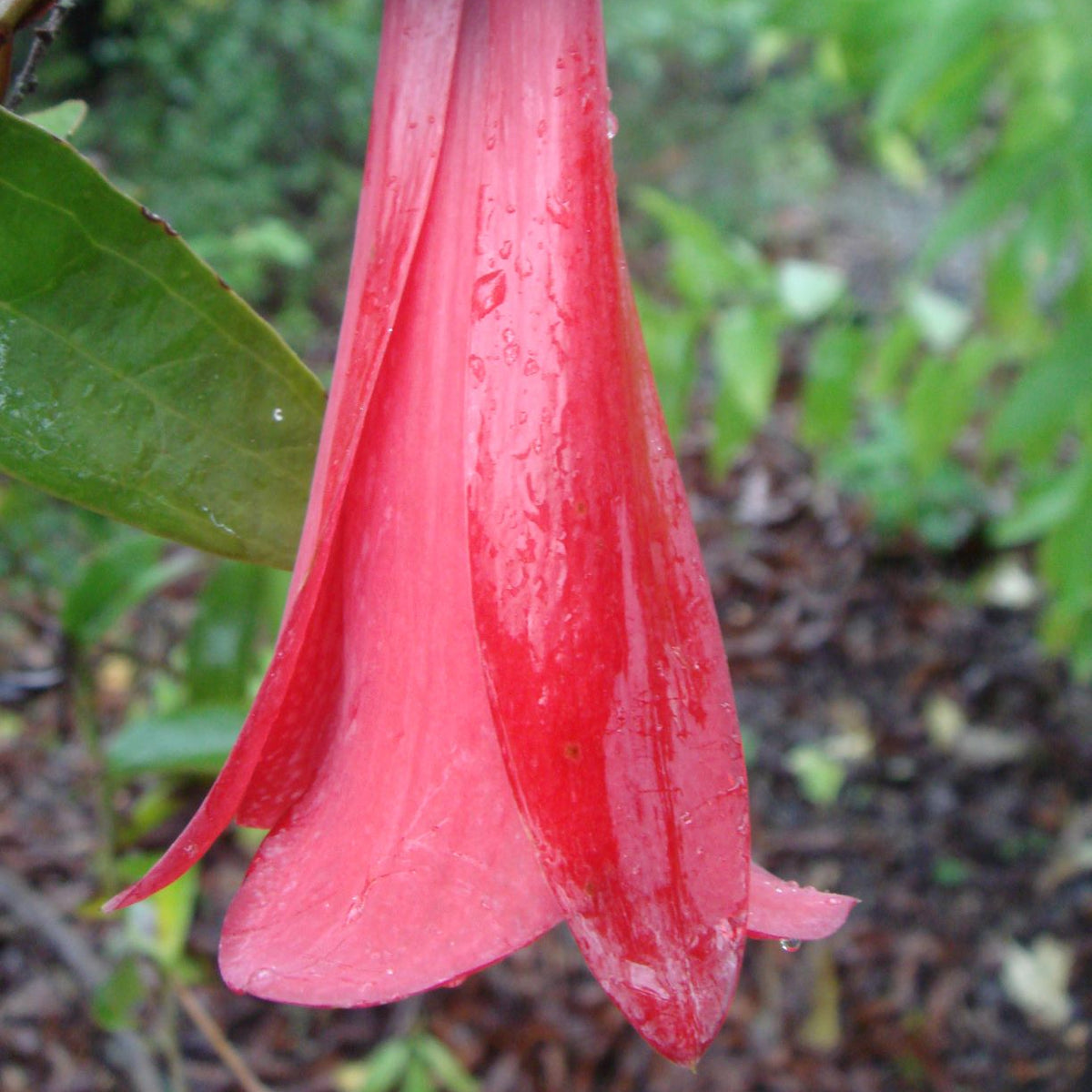 Lapageria rosea