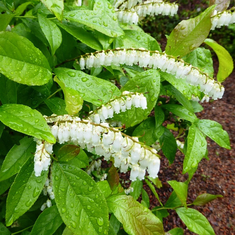 Leucothoe racemosa 'Shooting Star'