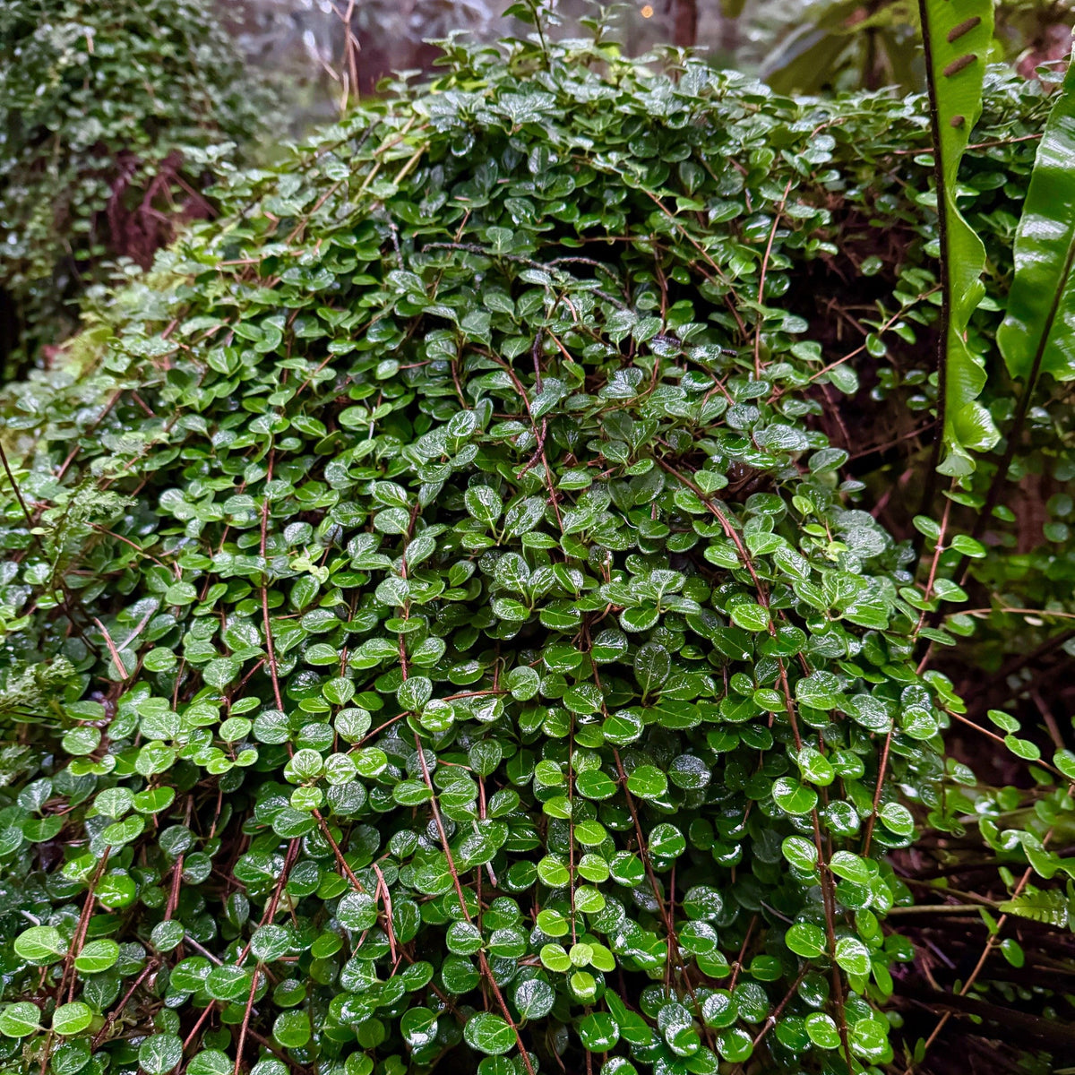 Lonicera crassifolia  SEH
