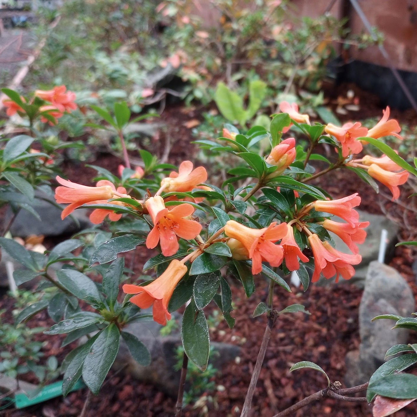Rhododendron 'Lucie Sorensen'