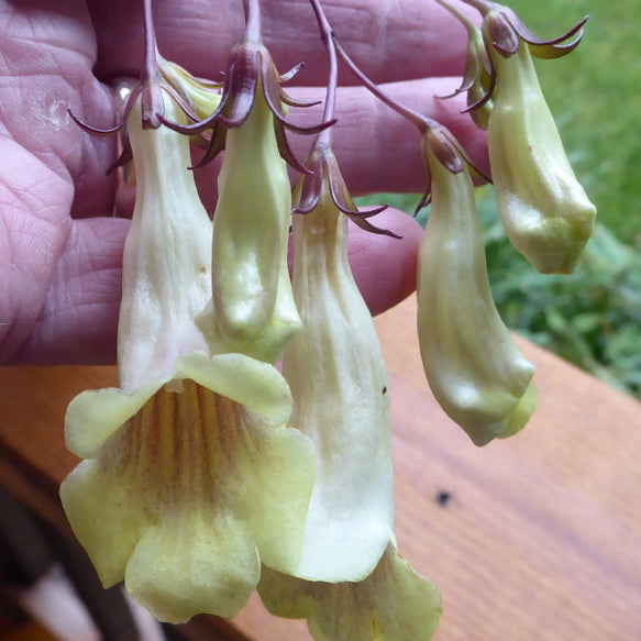 Lysionotus hagiangensis YuGu