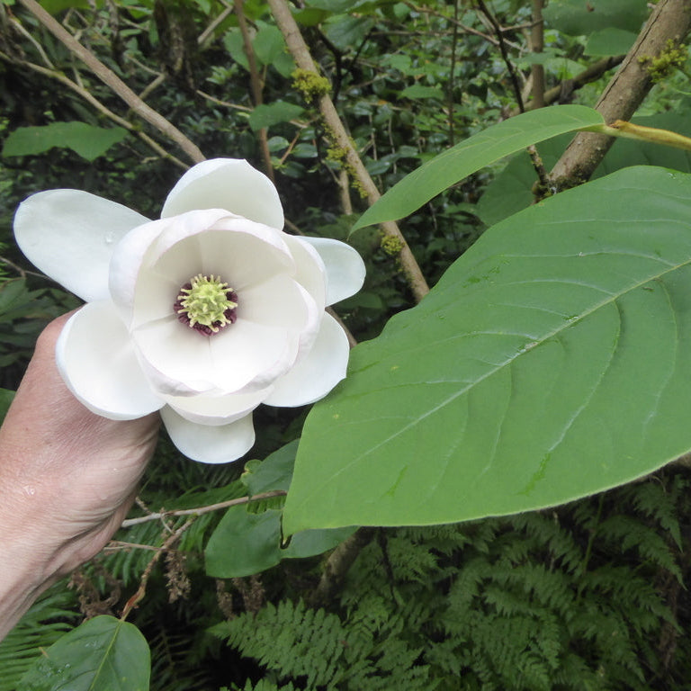 Magnolia globosa (ex. CCHH