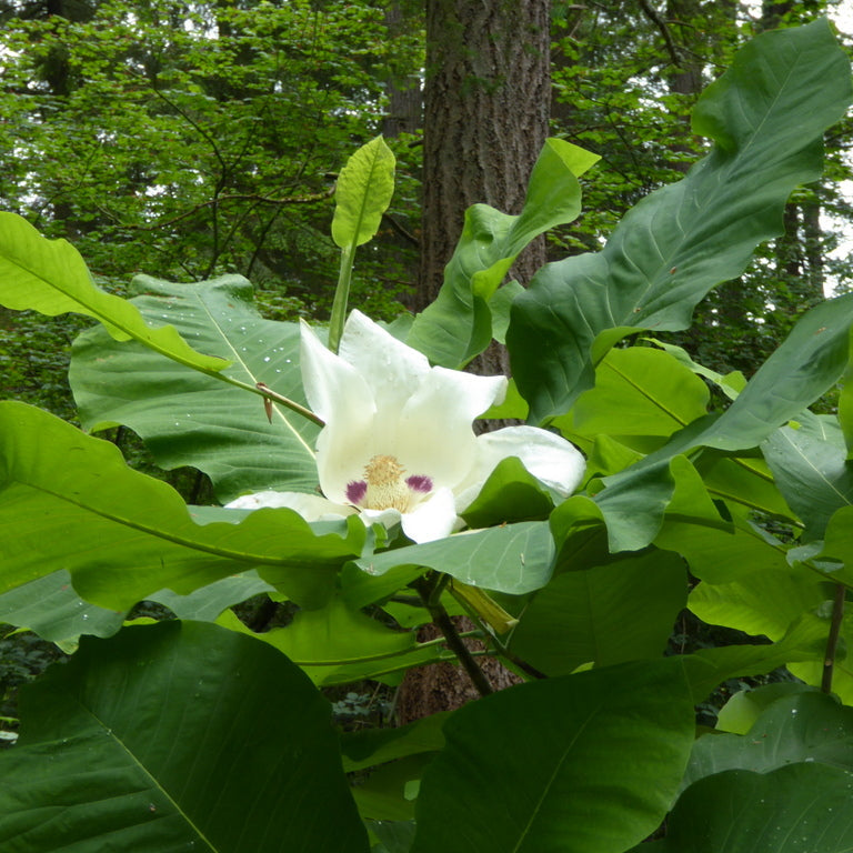 Magnolia macrophylla ssp. macrophylla