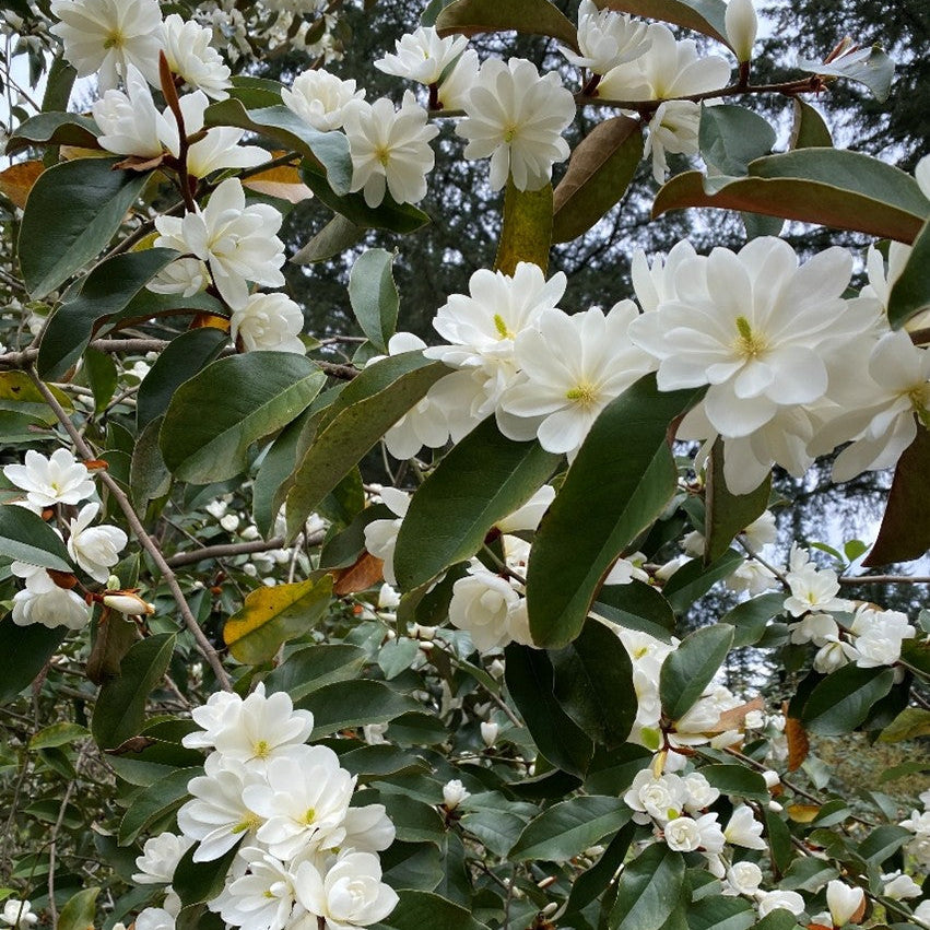 Magnolia 'Inspiration'