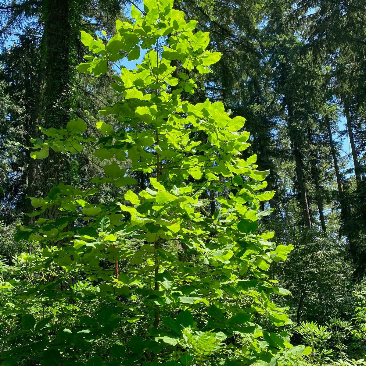 Magnolia macrophylla ssp. macrophylla