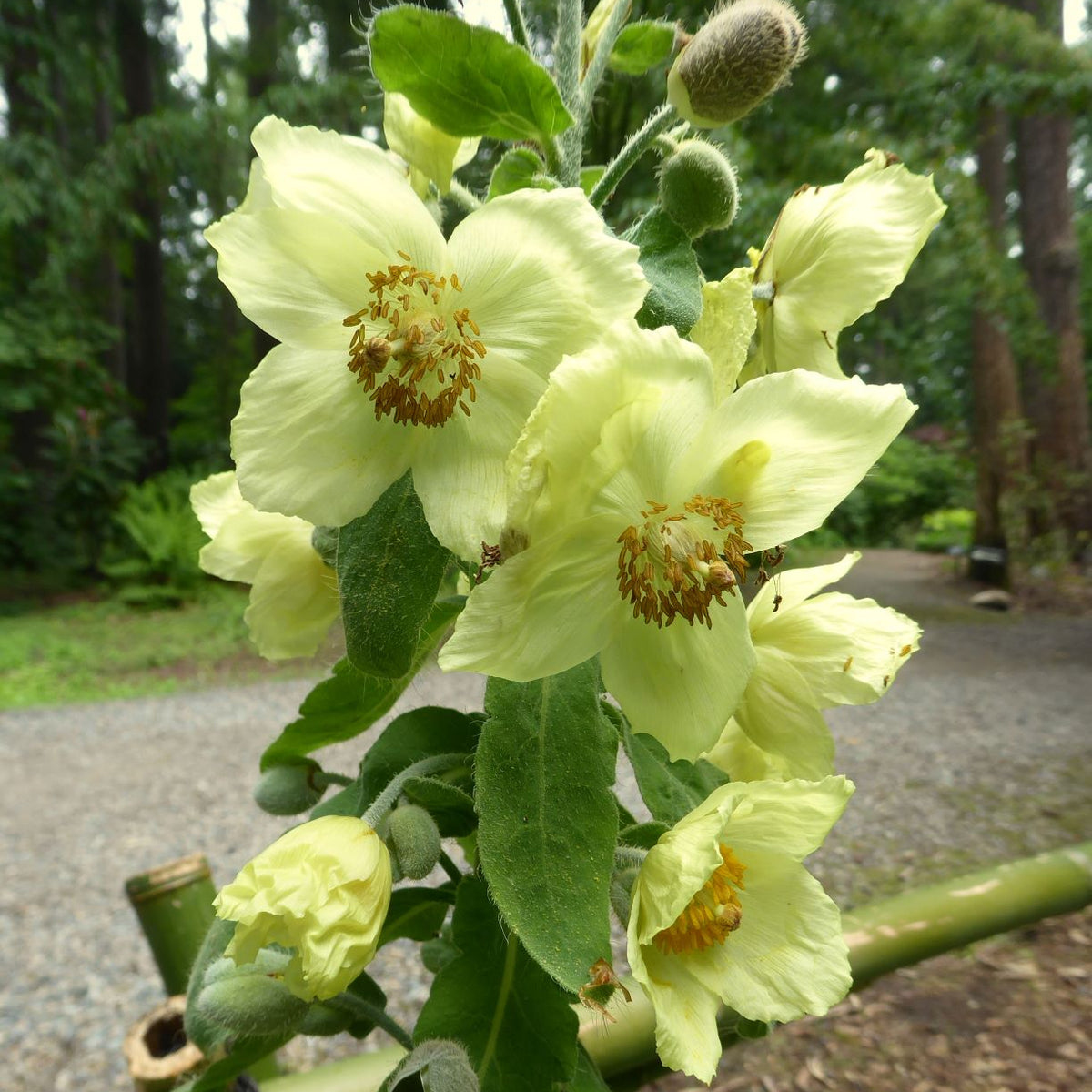 Meconopsis paniculata  (ex. KCSH