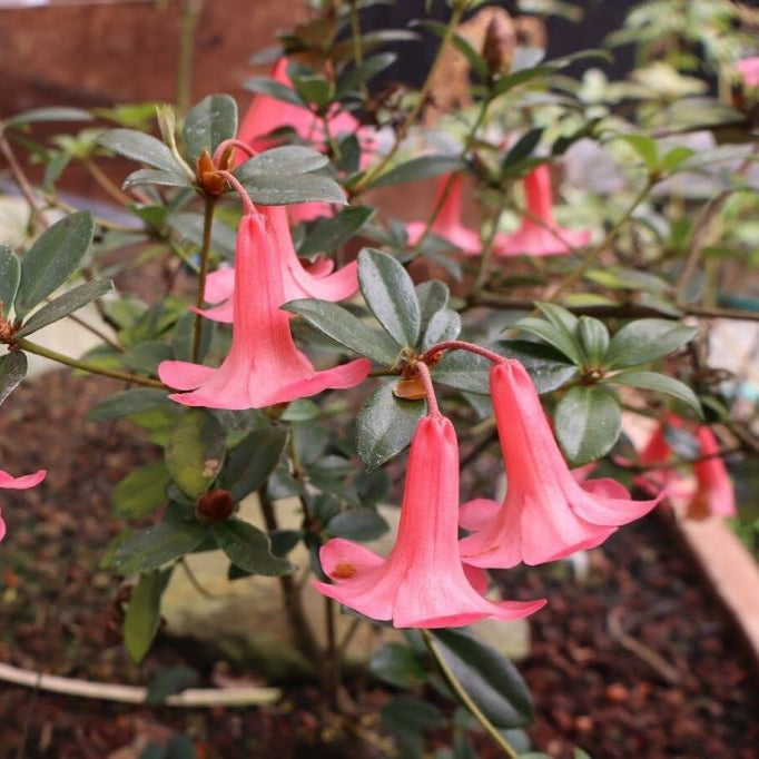 Rhododendron 'Miss Muffet'