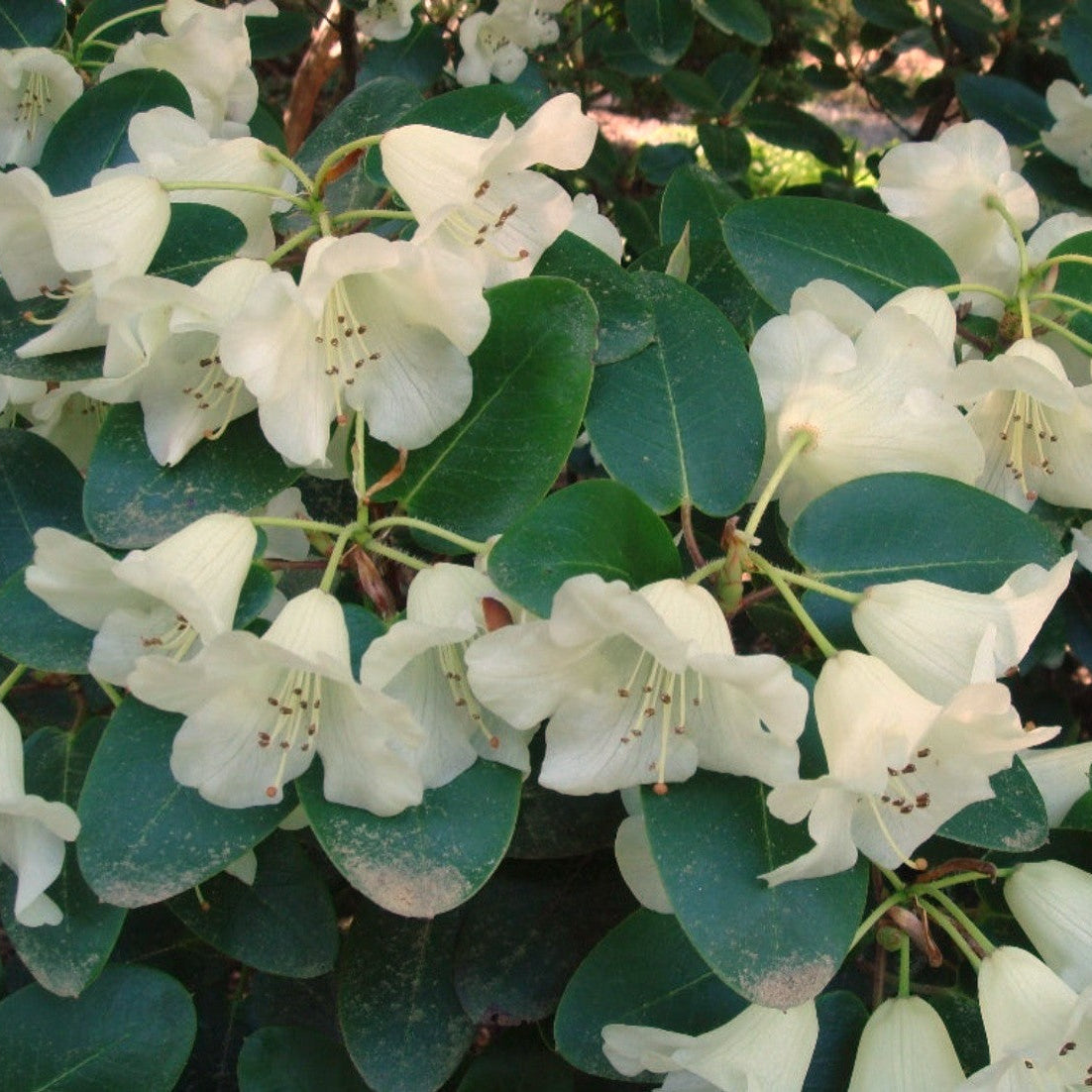 Rhododendron 'Moonstone'