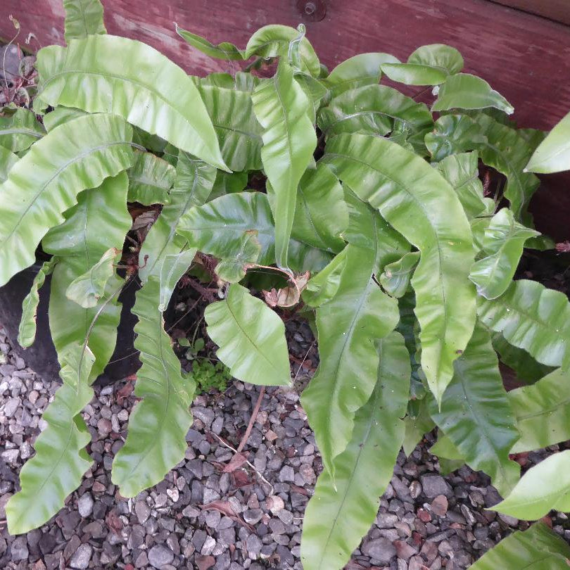 Oleandra wallichii SEH