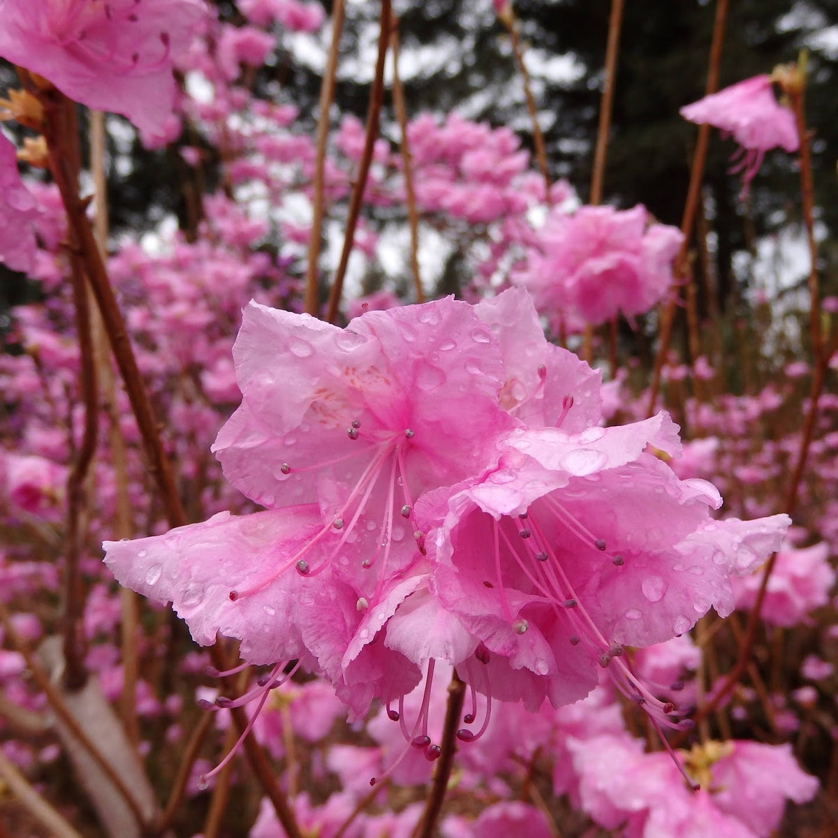 Rhododendron mucronulatum  1976/408