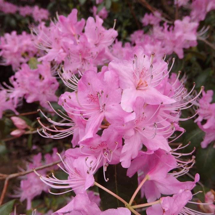 Rhododendron davidsonianum  1963/007