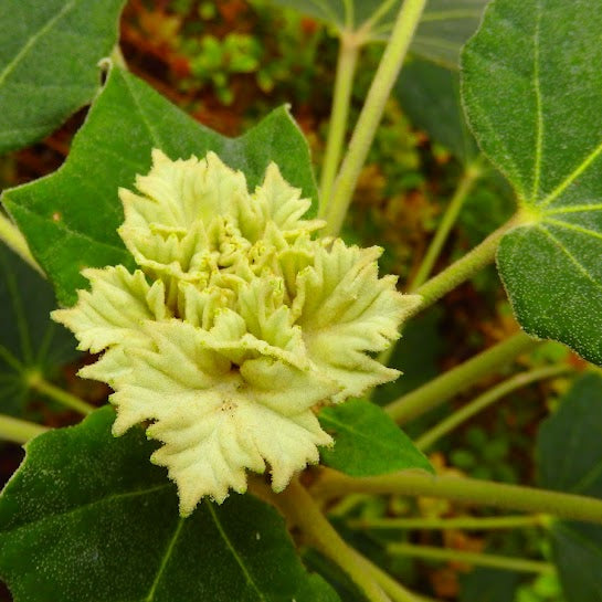 Sinopanax formosanus