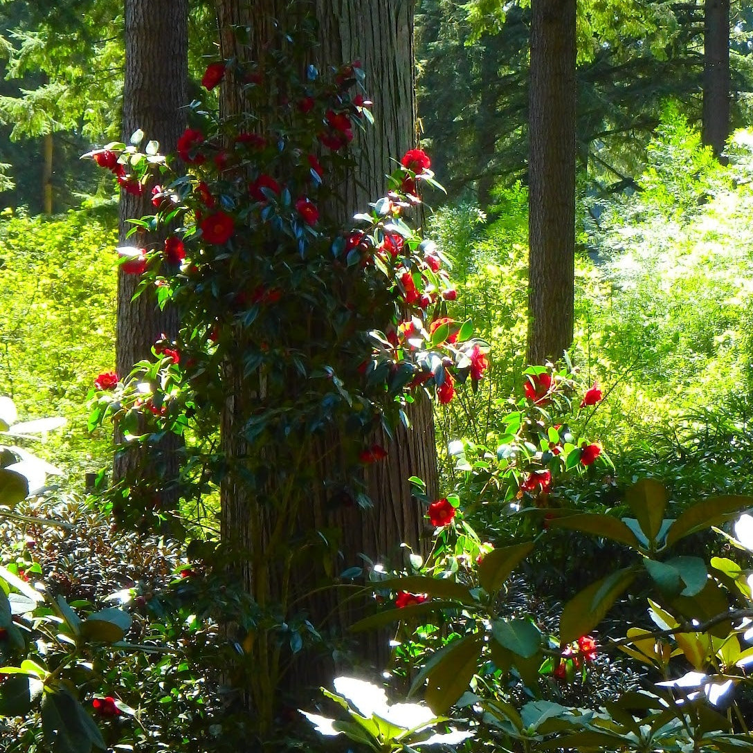 Camellia japonica 'Bob Hope'