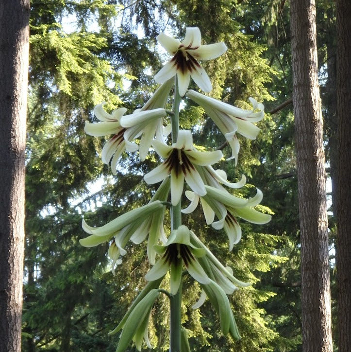 Cardiocrinum giganteum var. giganteum  ex. SEH