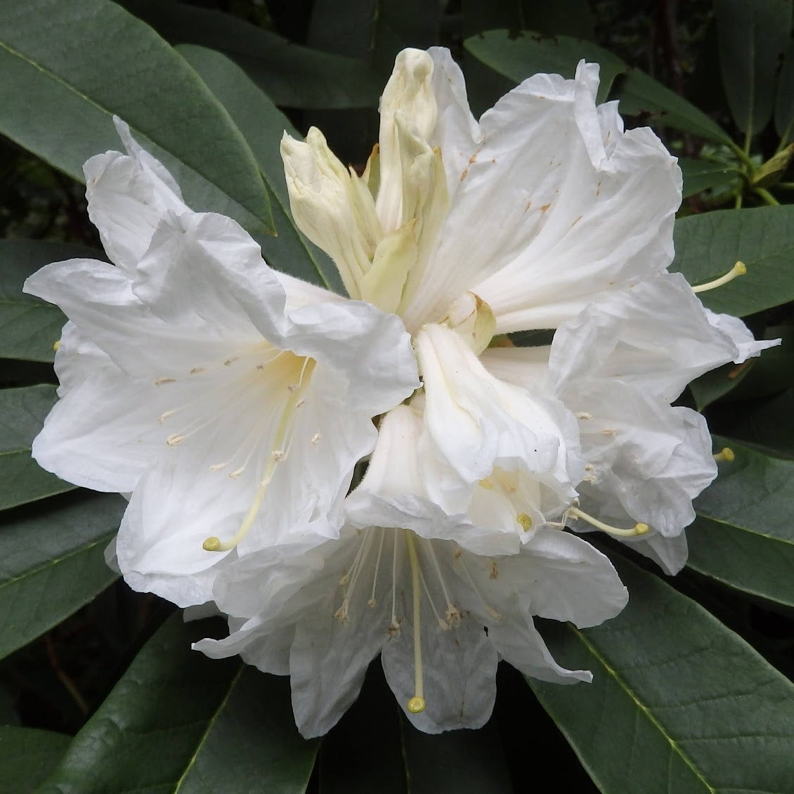 Rhododendron glanduliferum  PW