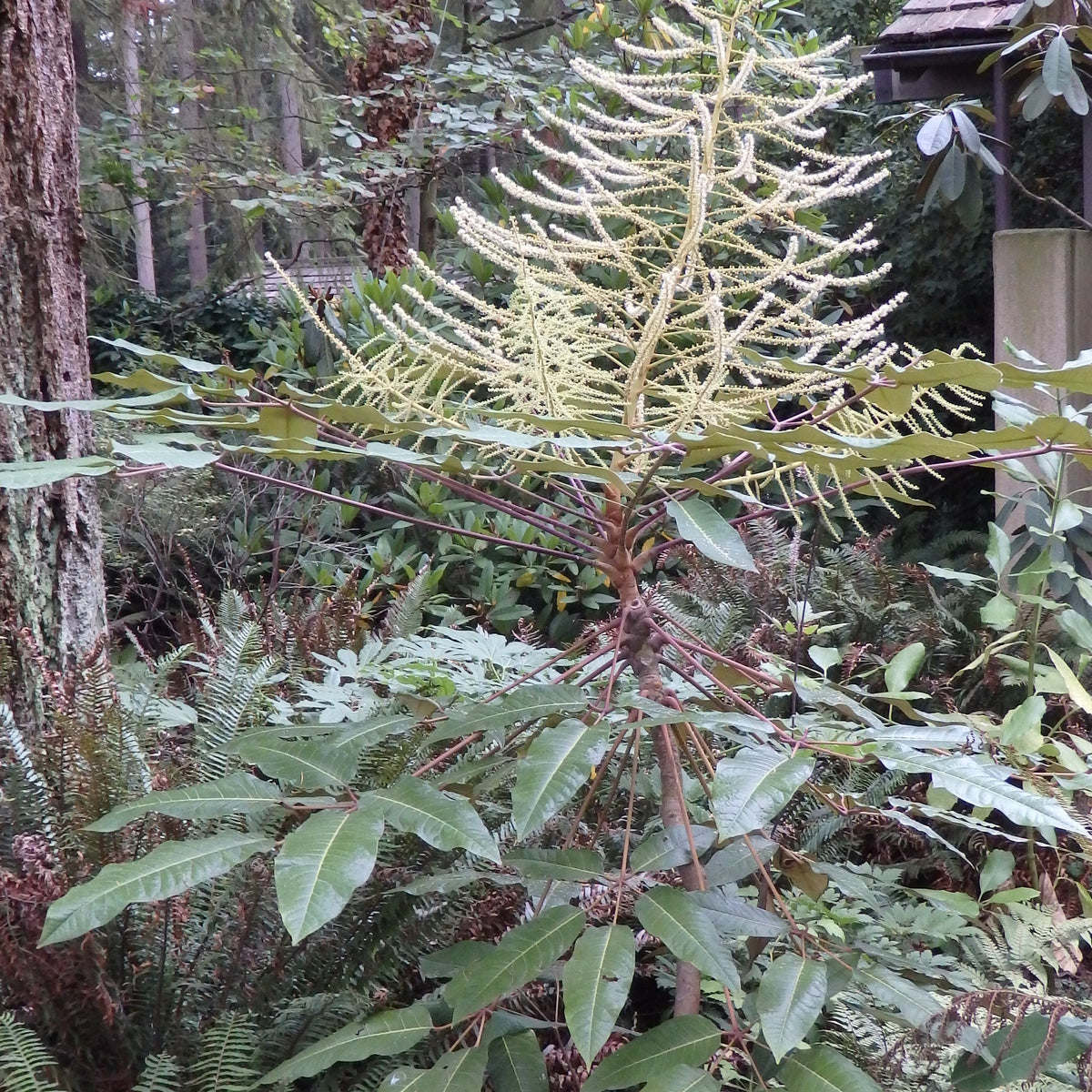 Schefflera (Heptapleurum) delavayi