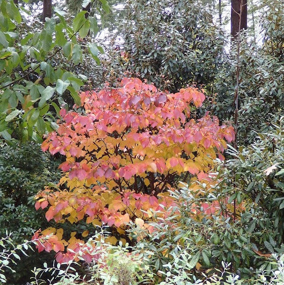 Viburnum furcatum  YK