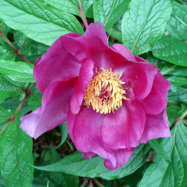 Paeonia mairei  (ex. SEH