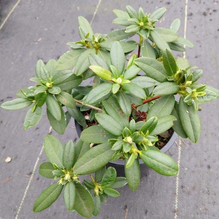 Rhododendron 'Peter Bee'