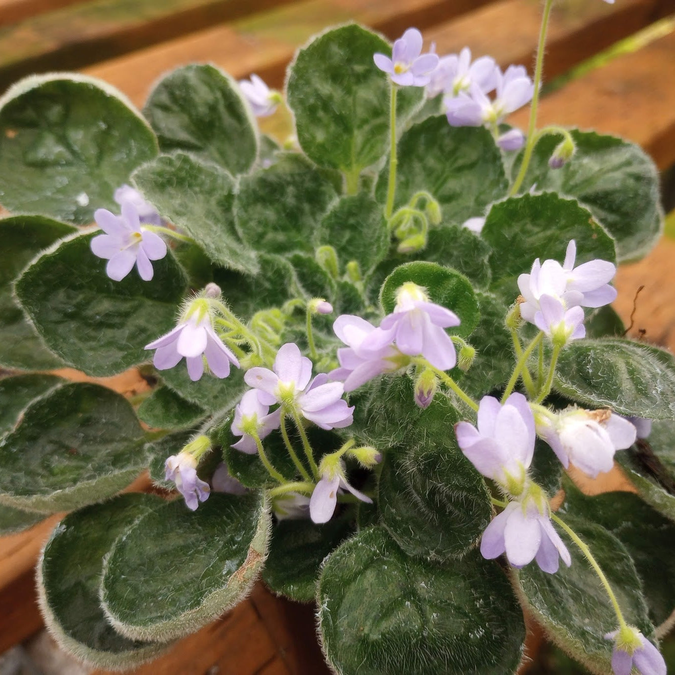 Petrocosmea 'Helena'