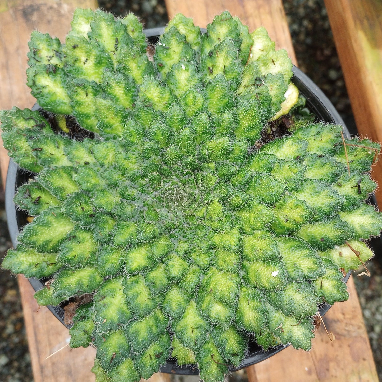 Petrocosmea cryptica