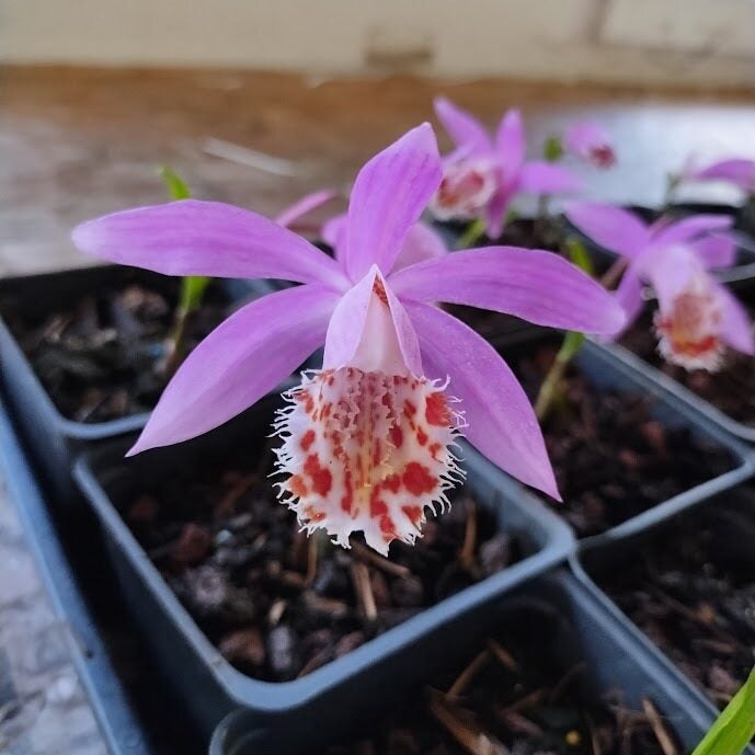 Pleione bulbocodioides 'Garrat Richardson'