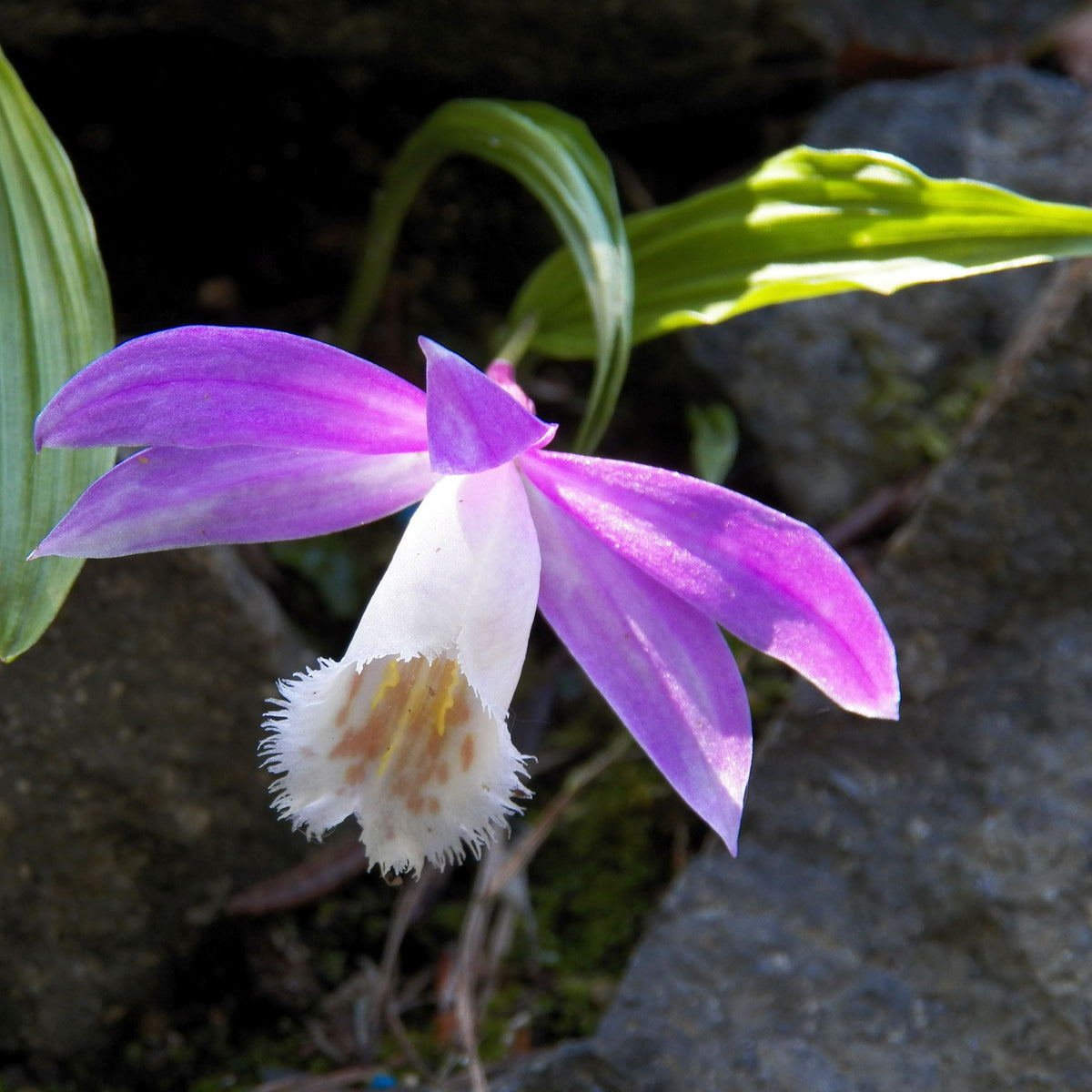 Pleione formosana