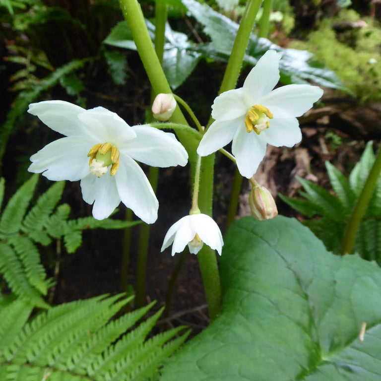 Podophyllum aurantiocaule