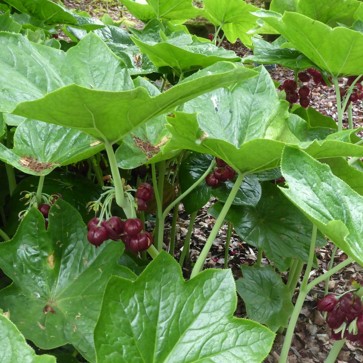 Podophyllum pleianthum
