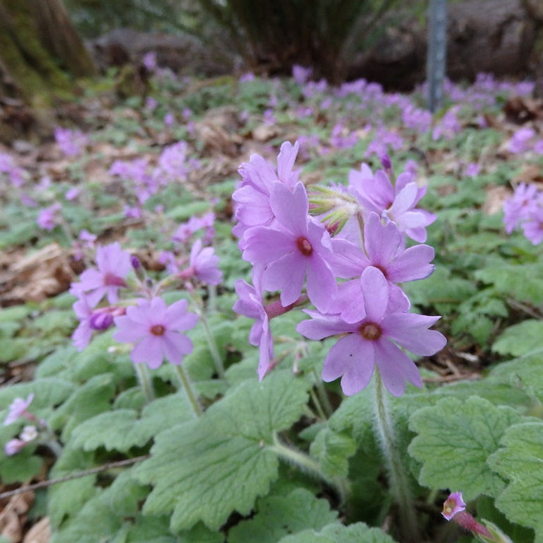 Primula kisoana